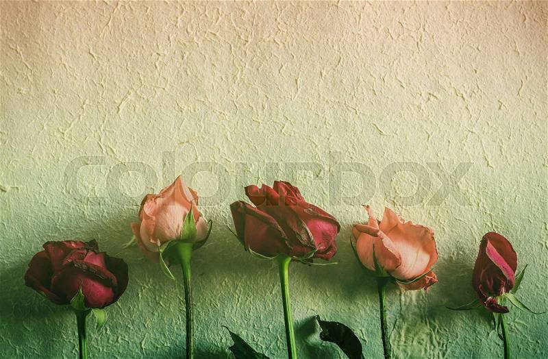 Red and pink roses to wither on the old wall, stock photo