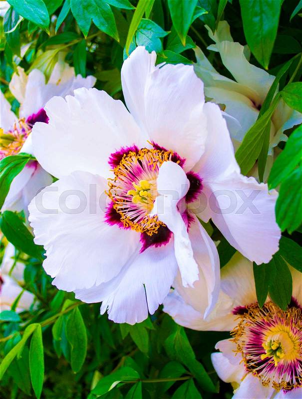 Peonies. peony flowers. fresh bright blooming peonies flowers with dew drops on petals, stock photo