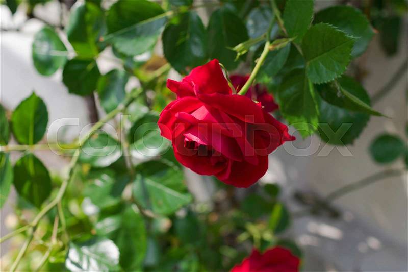 Red rose flower on the rose bush in the garden, stock photo