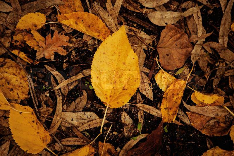 Autumn colors. Fallen leaves of trees, stock photo