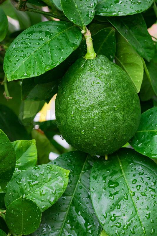 Green lemon hanging on a lemon tree wet after the rain, stock photo