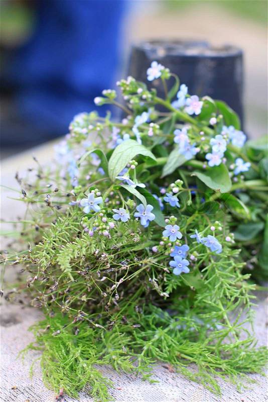 Gardening - blue flowers and green weeds, stock photo