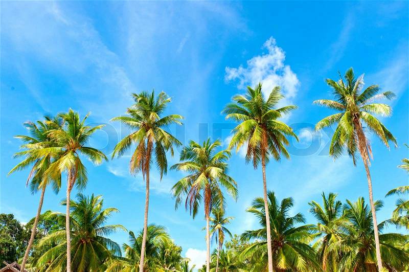 Palm with coconut palm trees under blue sky, stock photo