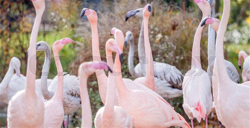 Many beautiful pink flamingos in Vienna zoo, stock photo