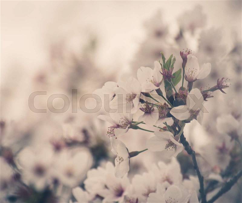 Spring Cherry blossoms background,Vintage color, stock photo