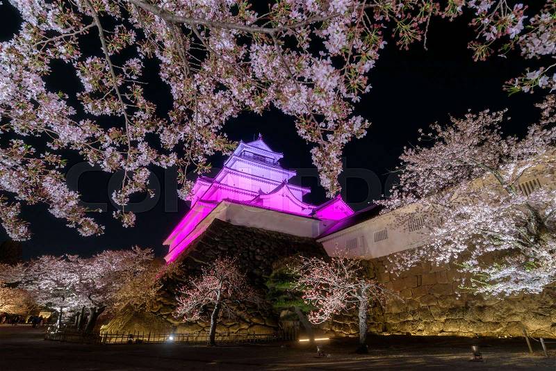 Light up of cherry blossoms tree in Tsuruga Castle (Aizu castle), stock photo