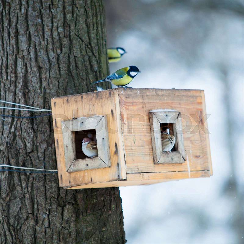 Bird feeders. tree house for the birds. Bird feeder in winter park, stock photo