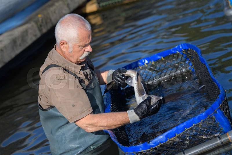 Old man working in a fish-farm, stock photo