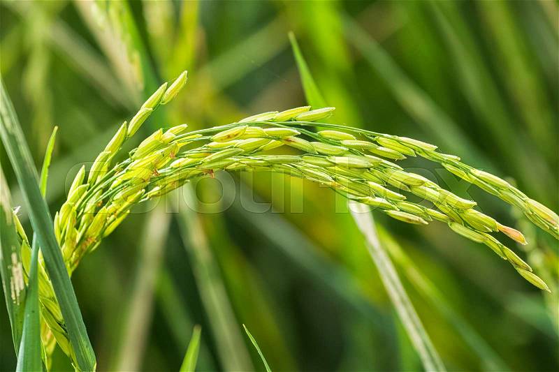 Close up of green paddy rice on green rice field, stock photo
