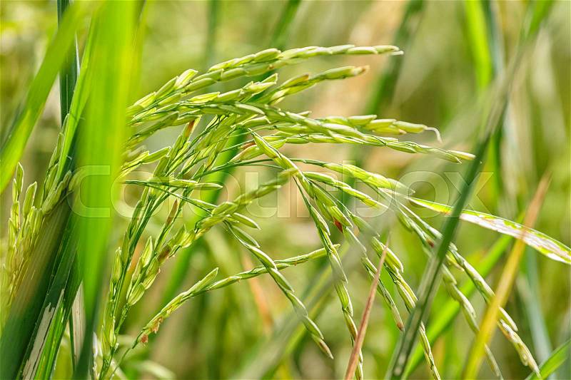 Close up of green paddy rice on green rice field, stock photo