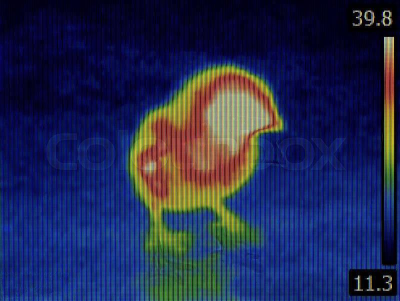Bird Flu Disease Inspection with Thermal Imaging Infrared Camera, stock photo