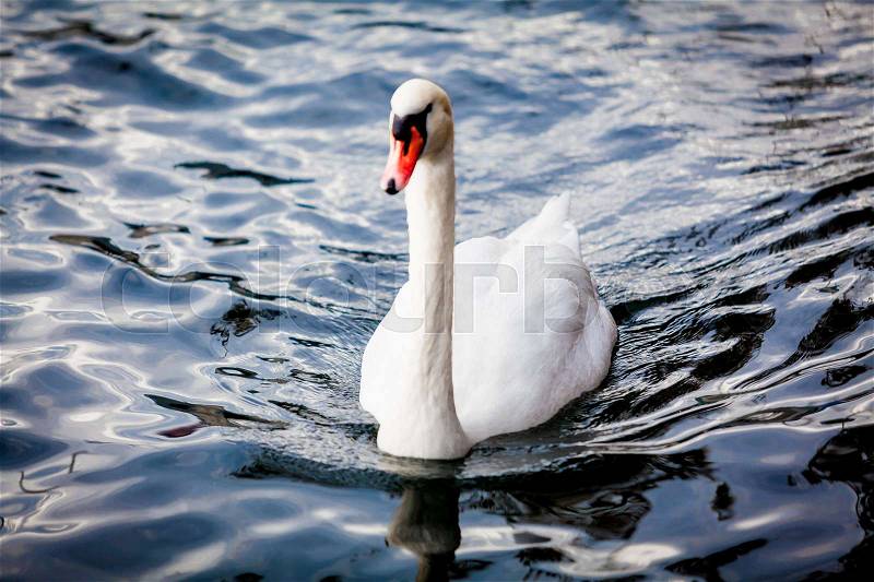 White Swan on the Lake. Swan on water. Mute swan, stock photo