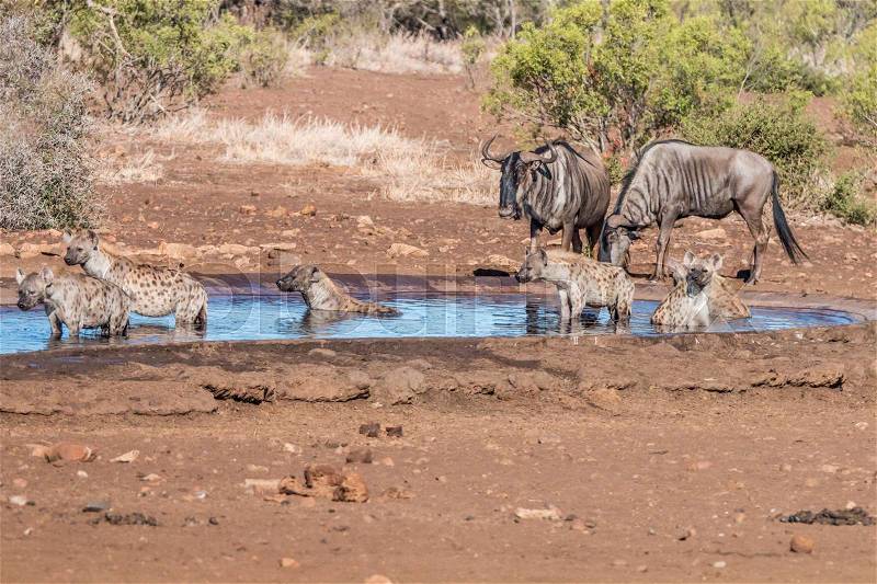 Clan of Spotted hyenas at a waterhole with some Blue wildebeest in the Kruger National Park, South Africa, stock photo