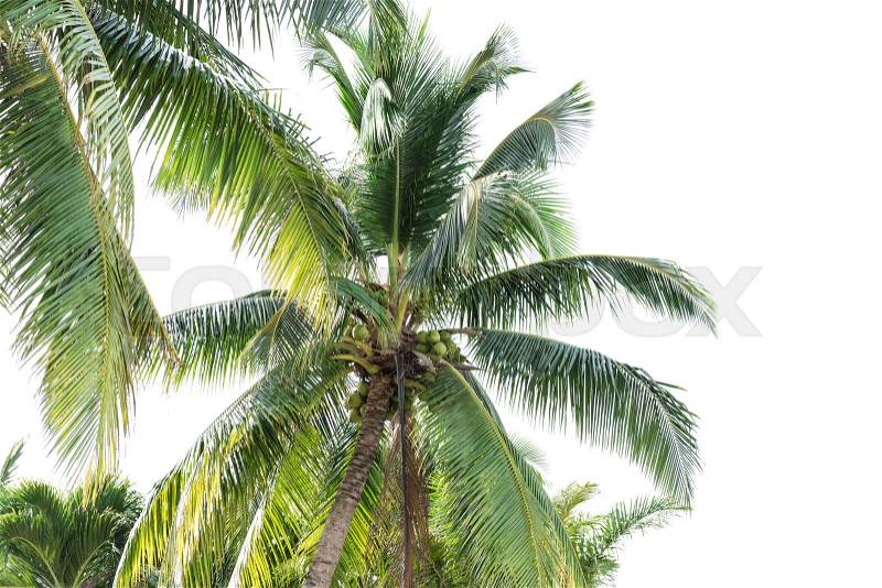 Coconut trees isolated on white background, stock photo