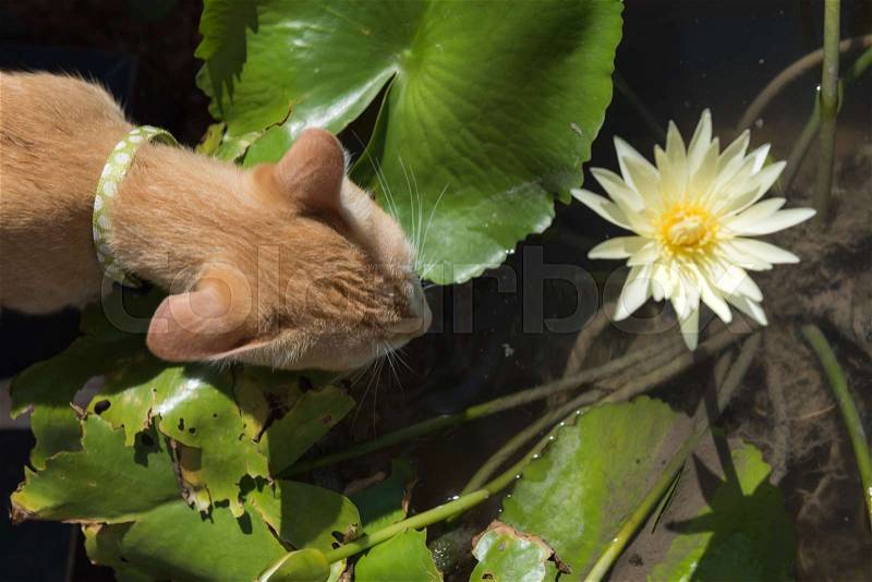 Cat drink water from lotus pond, stock photo