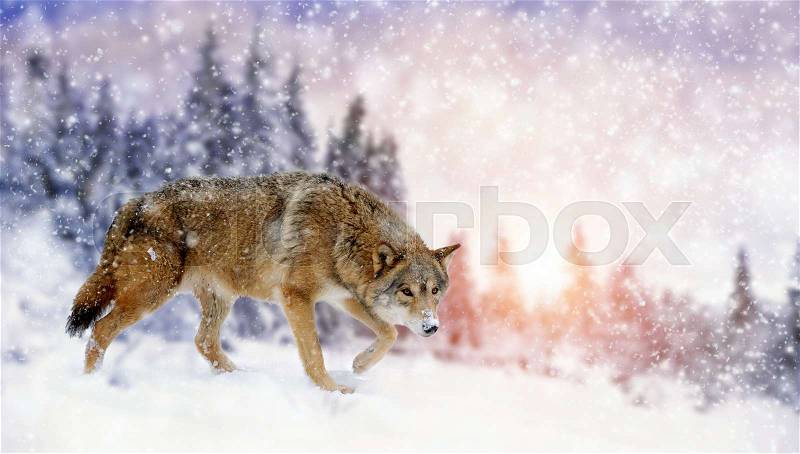 Wild wolf in nature. Winter time, stock photo