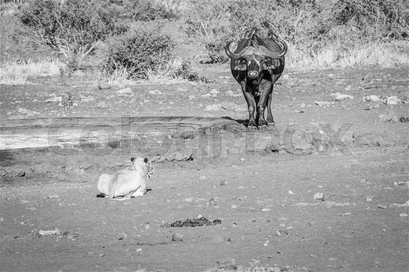 Lion starring at a Buffalo in black and white in the Kruger National Park, South Africa, stock photo