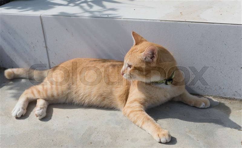 A cute cat outdoor in morning light, stock photo