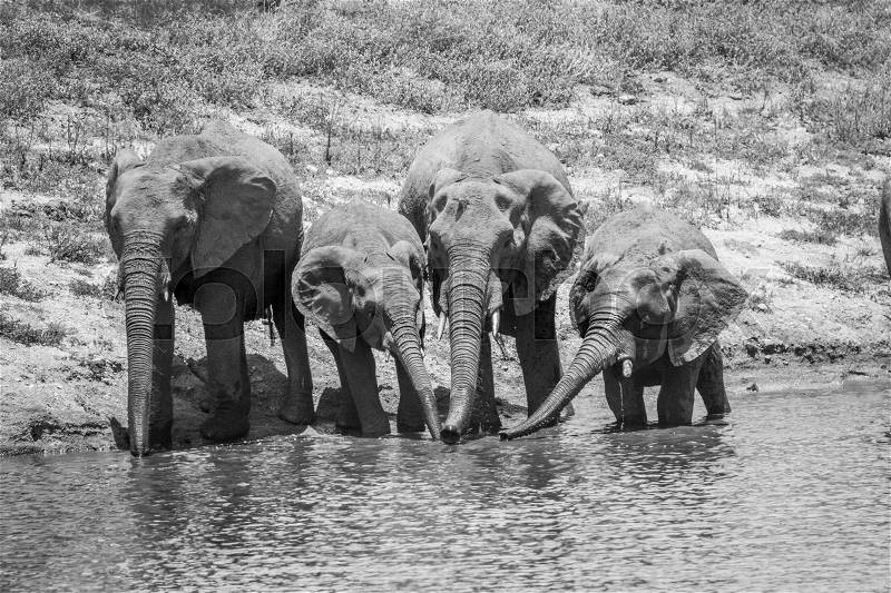 Drinking herd of Elephants in black and white in the Kruger National Park, South Africa, stock photo