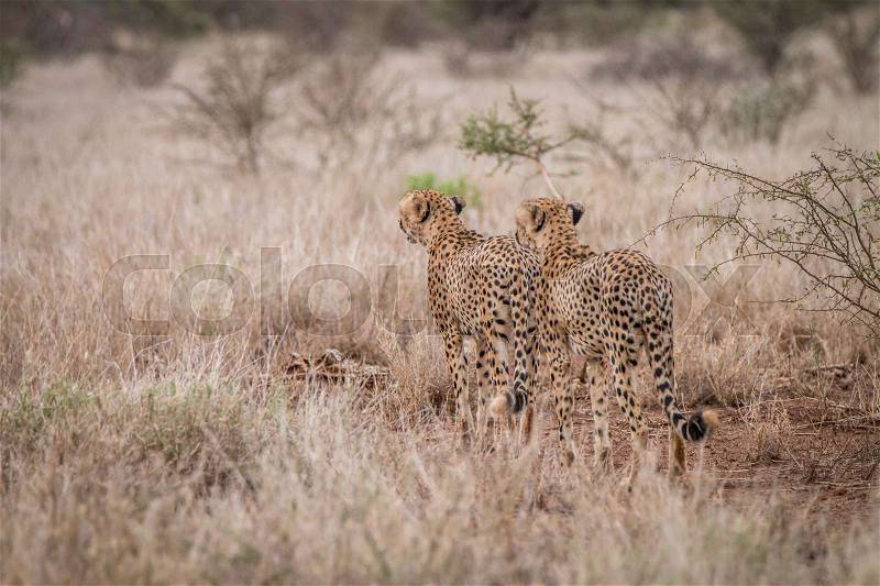 Two Cheetahs starring in the distance in the Kruger National Park, South Africa.