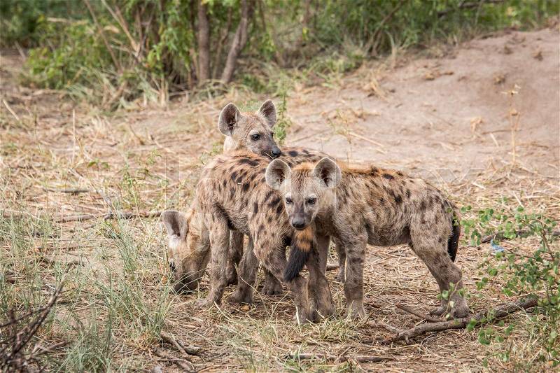 Three young Spotted hyenas in the Kruger National Park, South Africa, stock photo