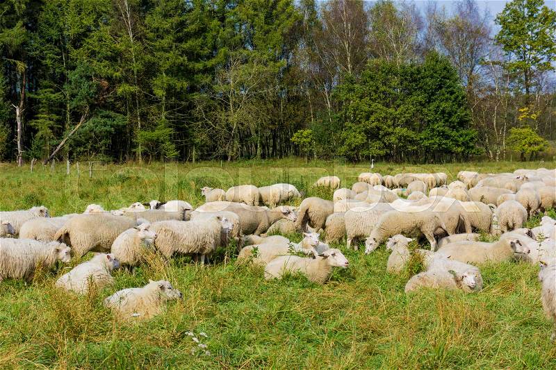 Flock of sheep grazing. sheep in meadow, stock photo