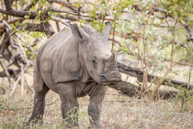 Starring White rhino calf in the Kruger National Park, South Africa, stock photo