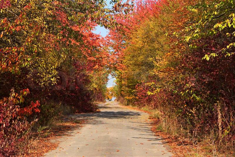 Narrow rural paved road among colourful autumn trees, stock photo