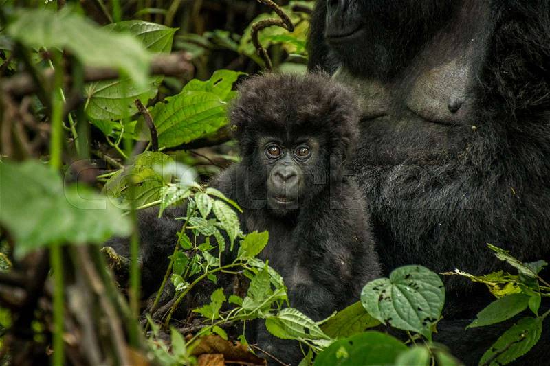 Baby Mountain gorilla laying with his mother in the leaves in the Virunga National Park, Democratic Republic Of Congo, stock photo