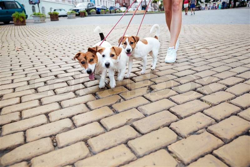 Cropped image of a woman and her dogs during walk in the city street, stock photo