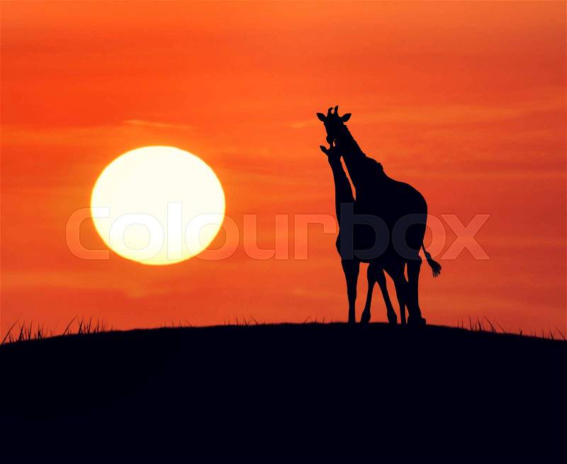 Two Giraffes Looking At Sunset, stock photo