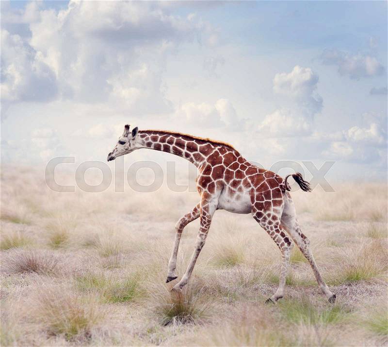 Young Giraffe Running in a Grassland, stock photo