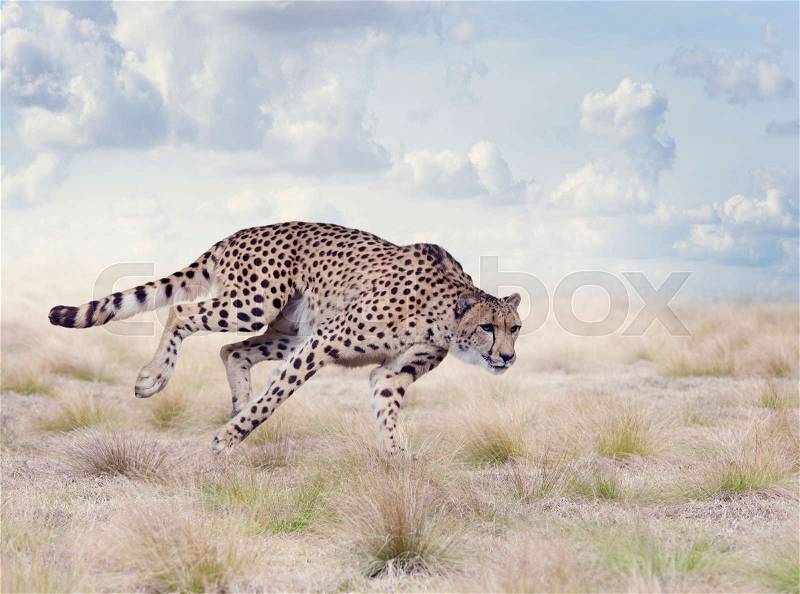 Cheetah Running in The Grassland, stock photo