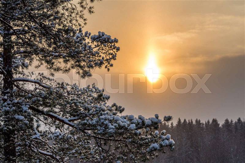 Pine branches in the snow, sunset in the background, stock photo