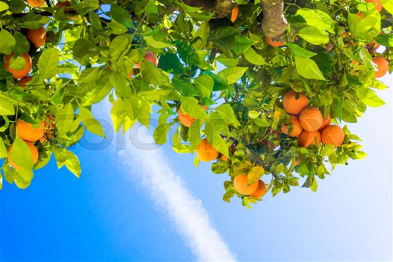 Tangerine tree. Oranges on a citrus tree. clementines ripening on tree against blue sky, stock photo