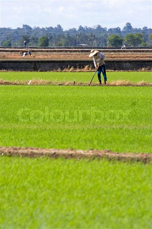 Farmer working in paddy field at Sekinchan, Malaysia, stock photo
