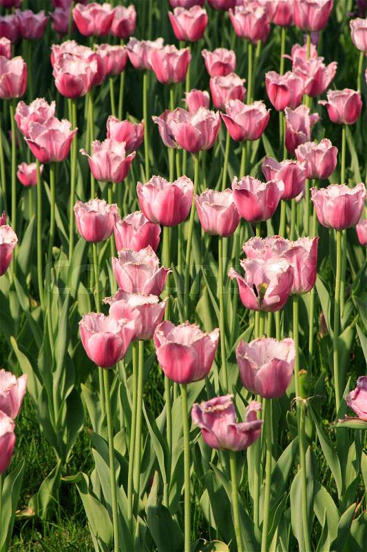 Pink Diamond tulips in the garden, stock photo