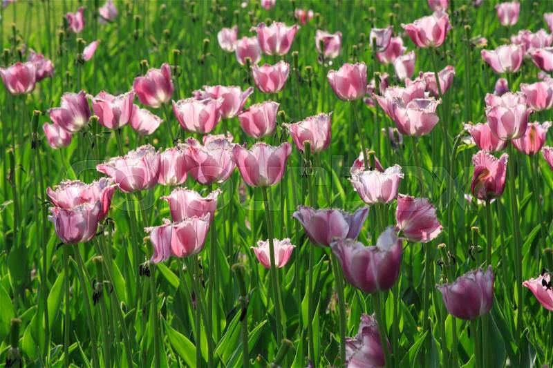 Pink Diamond tulips in the garden, stock photo