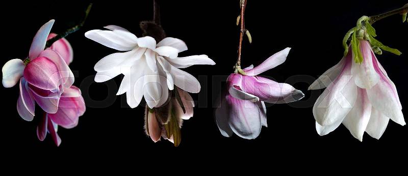 Collection of pink magnolia flowers isolated on black background , stock photo