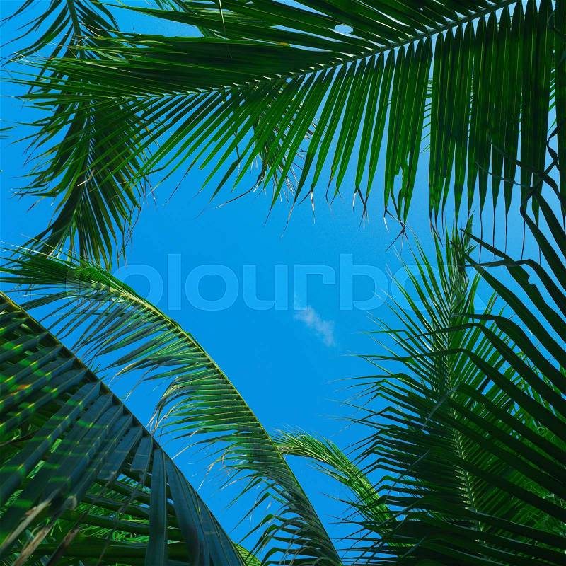 Blue sky over green palm trees , stock photo