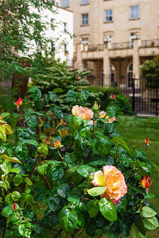 Roses at churchyard of Bristol Cathedral in Bristol in South West of the UK. It is fully called as Cathedral Church of the Holy and Undivided Trinity, stock photo