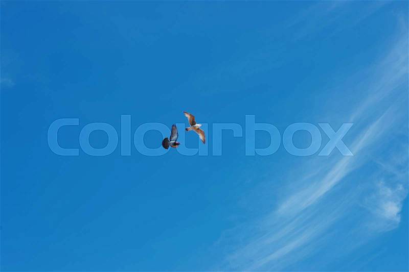 Seagull and dove flying over Brighton Pier in East Sussex in the UK. It is also called Brighton Marine Palace and Pier, or Palace Pier, stock photo