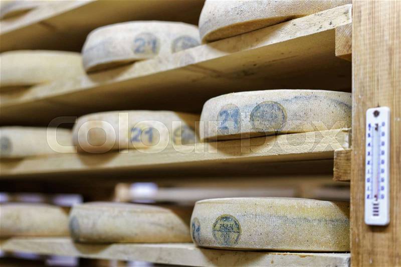 Aging Cheese on wooden shelves in the maturing cellar in Franche Comte creamery in France, stock photo