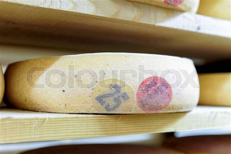 Aging Gruyere de Comte Cheese on wooden shelves in ripening cellar in Franche Comte creamery in France, stock photo
