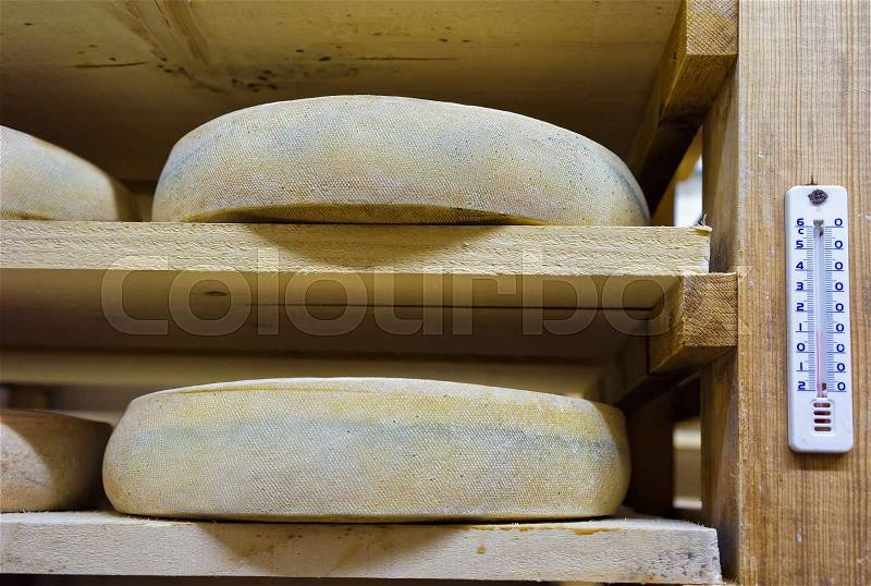 Shelves of aging Cheese at ripening cellar of Franche Comte creamery in France, stock photo