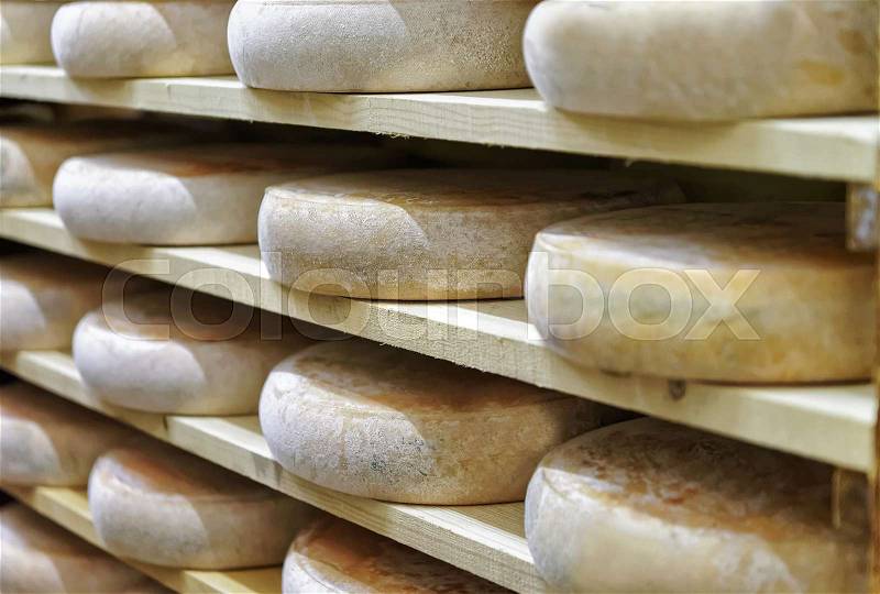 Wheels of aging Cheese on wooden shelves at ripening cellar of Franche Comte creamery in France, stock photo