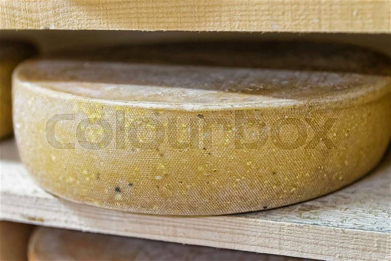 Aging Cheese on wooden shelves at maturing cellar of Franche Comte creamery in France, stock photo