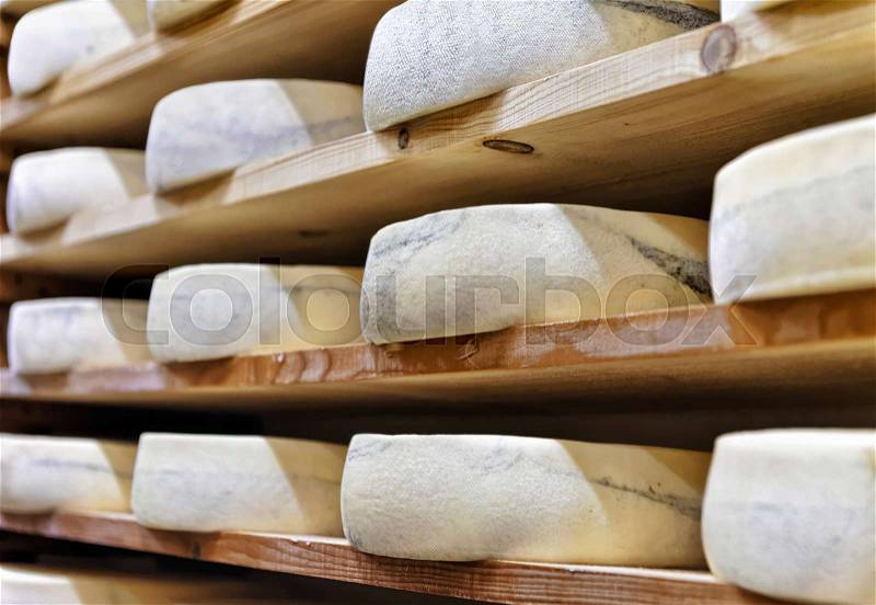 Wheels of aging Cheese on wooden shelves in ripening cellar of Franche Comte dairy, in France, stock photo