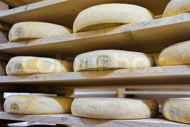 Pile of aging Cheese on wooden shelves in ripening cellar in Franche Comte dairy in France, stock photo
