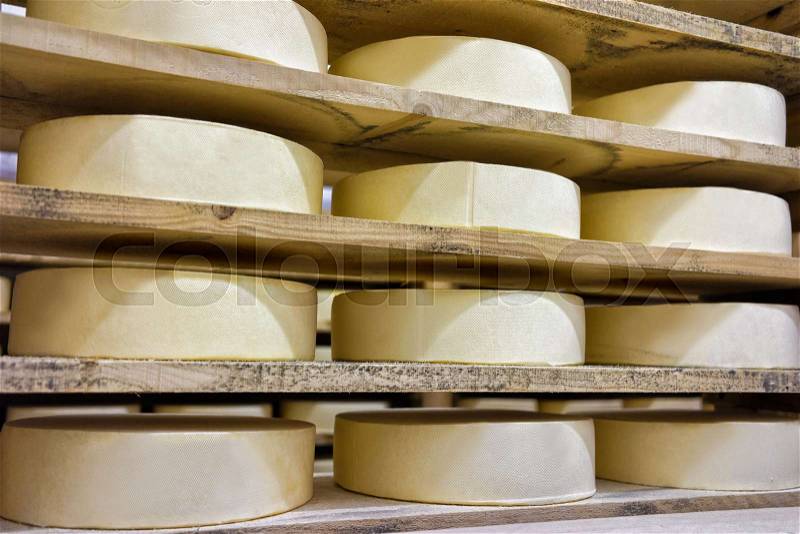 Wheels of young Comte Cheese on wooden shelves at maturing cellar of Franche Comte dairy, in France, stock photo
